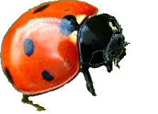 ladybird